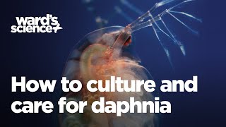 Caring and Culturing for Daphnia [upl. by Adai]