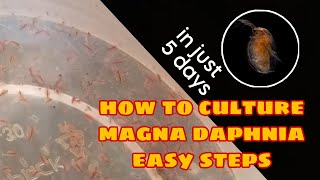 How to Culture Magna Daphnia Easily [upl. by Arianna533]