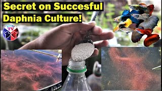 How to Culture Daphnia Successfully [upl. by Anayhd]