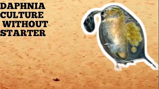 HOW TO CULTURE DAPHNIA NATURALLY WITHOUT A STARTER [upl. by Bannister]