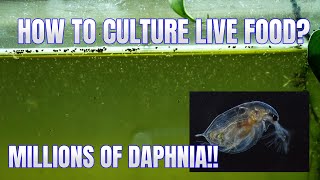 How to Culture Daphnia Secret Method to Breed MILLIONS  Simply Aquatic [upl. by Enirolf]