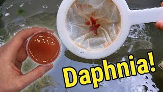 How I Culture Daphnia In Outdoor Tubs [upl. by Sirej]