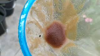 How to culture daphnia moina in a small container Part 1 English Subtitle [upl. by Cilurzo]