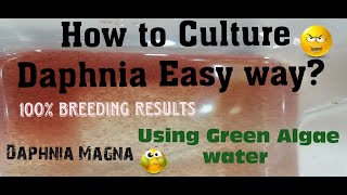 Daphnia MagnaHow to Culture Daphnia Easy wayCulturing Daphnia using Green water Daphnia [upl. by Yardley506]