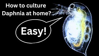 BEST Live Fish Food Beginner guide How to Culture Daphnia at home [upl. by Winsor]