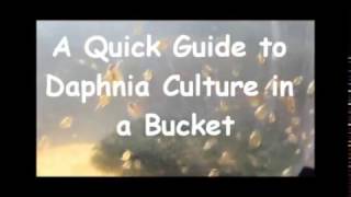 How to culture daphnia outside [upl. by Ymma]