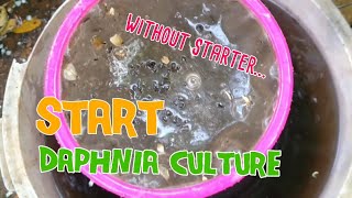 How to culture daphnia moina the easy way 1  Starting the Daphnia culture [upl. by Yrred]