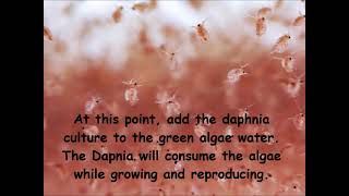 Daphnia  How to grow daphnia in your home [upl. by Blodget216]