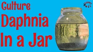 How to Culture Daphnia in a Jar [upl. by Anaujnas280]