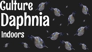 How to Culture Daphnia [upl. by Annibo]