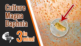 How to culture DAPHNIA MAGNA  The easy way [upl. by Husain]