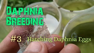 Daphnia Culture made simple and easy 3  Hatching Daphnia eggs [upl. by Lehsreh]