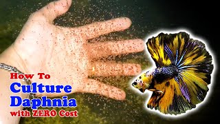 How to Culture Daphnia with ZERO Cost  Unlimited Live Food For Our Fish [upl. by Hoshi]