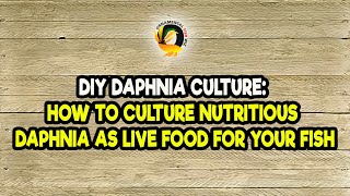 DIY Daphnia Culture How to Culture Nutritious Daphnia as Live Food for Your Fish [upl. by Einnahc]