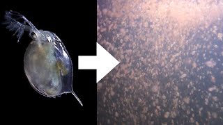 How I Culture Daphnia [upl. by Nerradal]