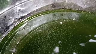 DAPHNIA MOINA CULTURE IN A SMALL BUCKET [upl. by Azerila]