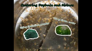 How To Culture Daphnia and Moinas using Green Water Spirulina powder [upl. by Lemcke473]