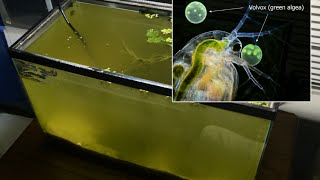 Raising Daphnia for the Freshwater Aquarium [upl. by Happy]