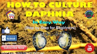 HOW TO CULTURE DAPHNIA In Easy Way [upl. by Waterer]